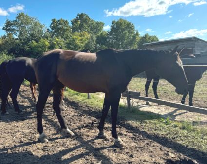 Elad 4 ves nniusz kanca 