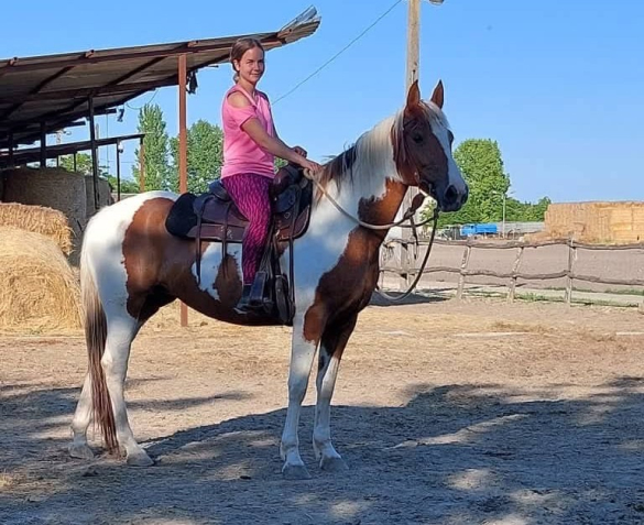 Elad 11 ves painthorse kanca 