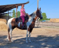 Elad 11 ves painthorse kanca 