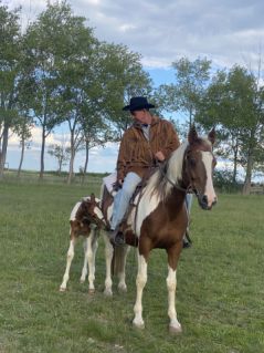 Elad� 12 �ves painthorse kanca 
