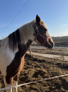 Elad� 12 �ves painthorse kanca 