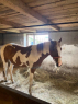 Elad 11 ves painthorse kanca 