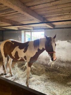 Elad� 12 �ves painthorse kanca 