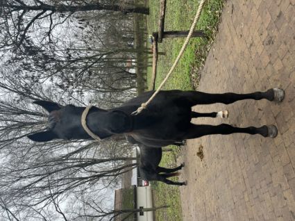 Elad 5 ves nniusz kanca 