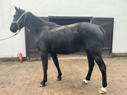 Elad 5 ves nniusz kanca 