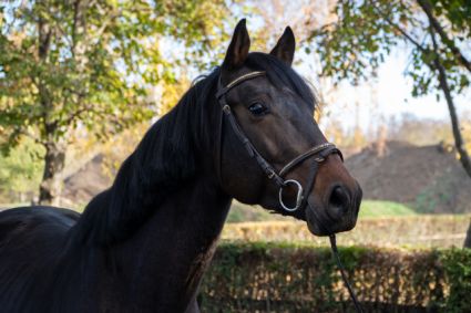 Elad� 5 �ves magyar sportl� her�lt 