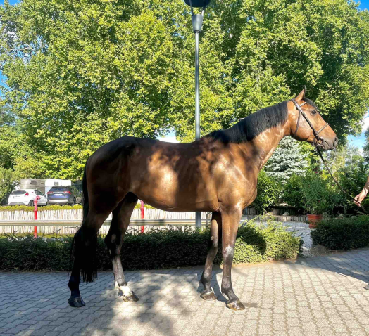 Elad� 5 �ves magyar sportl� her�lt 