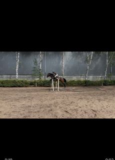 Elad� 5 �ves magyar sportl� her�lt 