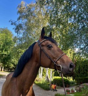 Elad� 5 �ves magyar sportl� her�lt 