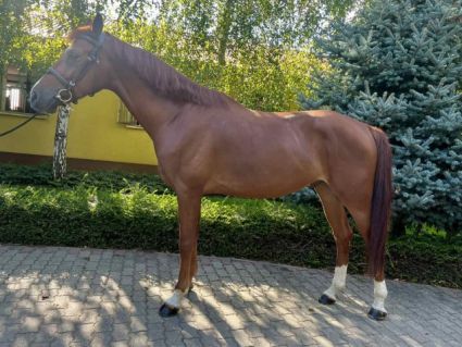 Elad� 5 �ves magyar sportl� her�lt 