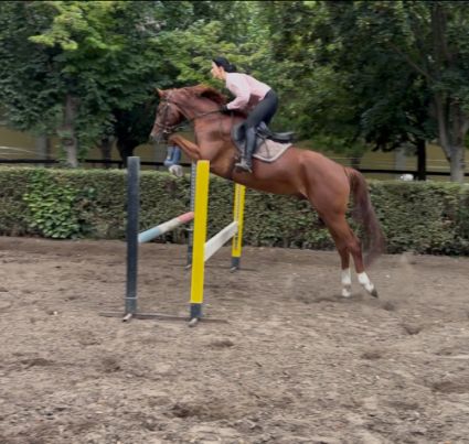 Elad� 5 �ves magyar sportl� her�lt 