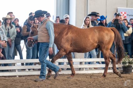 11 �ves quarter horse m�n 