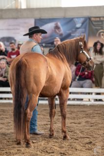 11 �ves quarter horse m�n 