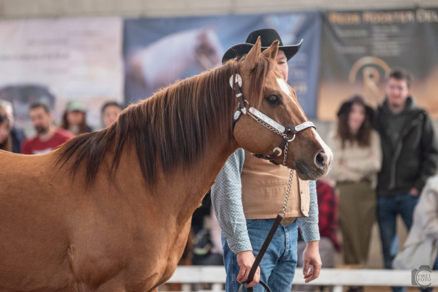 11 �ves quarter horse m�n 