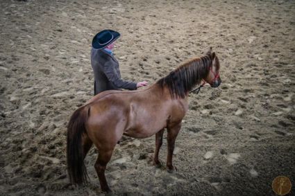 11 �ves quarter horse m�n 