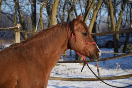 11 �ves quarter horse m�n 