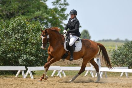 Elad� 7 �ves akhal-teke her�lt 