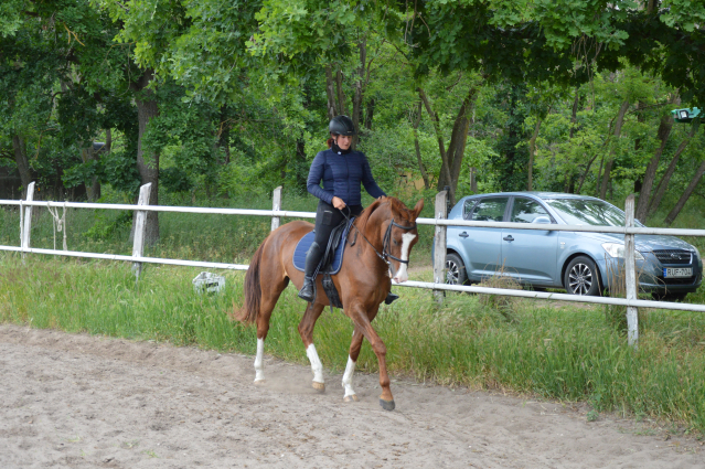 Elad� 7 �ves akhal-teke her�lt 