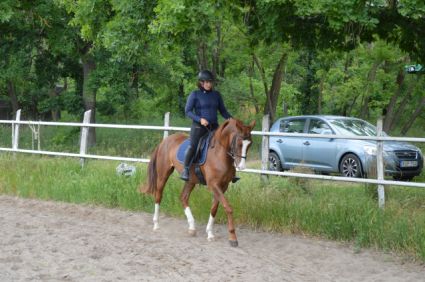 Elad� 7 �ves akhal-teke her�lt 