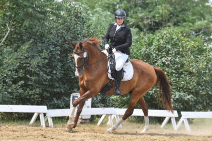 Elad� 7 �ves akhal-teke her�lt 