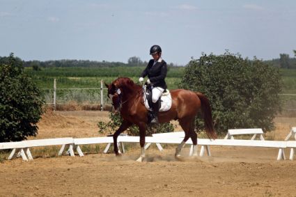 Elad� 7 �ves akhal-teke her�lt 