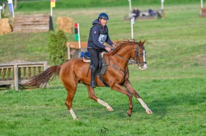 Elad� 7 �ves akhal-teke her�lt 