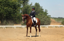 Elad 6 ves akhal-teke herlt 