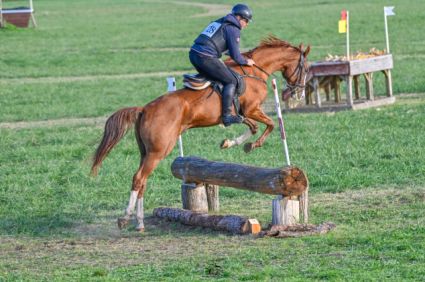 Elad� 7 �ves akhal-teke her�lt 