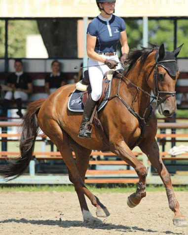 Elad� 6 �ves magyar sportl� kanca 