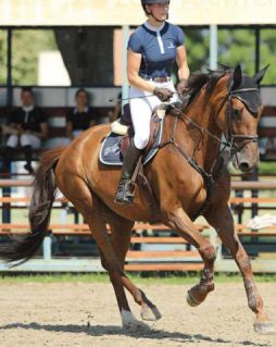 Elad� 6 �ves magyar sportl� kanca 