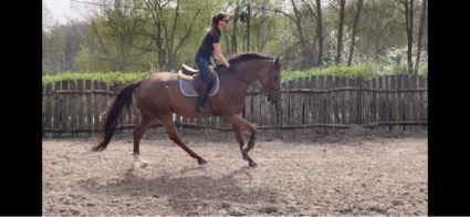 Elad� 6 �ves magyar sportl� kanca 