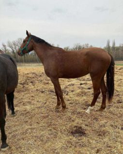 Elad� 6 �ves magyar sportl� kanca 