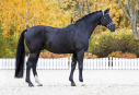 17 ves dn sportl mn 