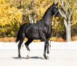 17 ves dn sportl mn 