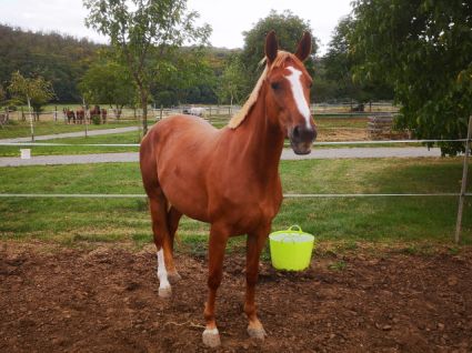 Elad� 7 �ves kisb�ri f�lv�r kanca 