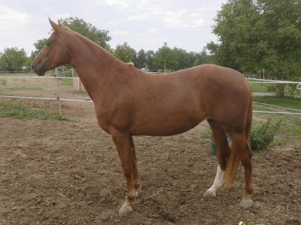 Elad� 7 �ves kisb�ri f�lv�r kanca 