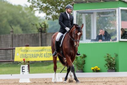 Elad� 7 �ves magyar f�lv�r her�lt 