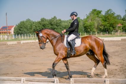 Elad� 7 �ves magyar f�lv�r her�lt 