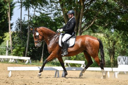 Elad� 7 �ves magyar f�lv�r her�lt 