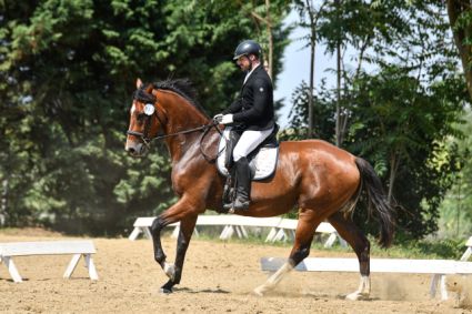 Elad� 7 �ves magyar f�lv�r her�lt 