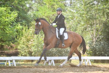 Elad� 7 �ves magyar f�lv�r her�lt 