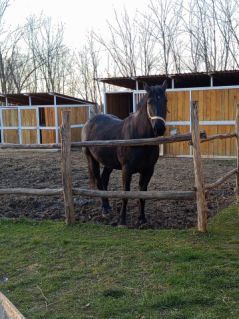 Elad 5 ves nniusz kanca 