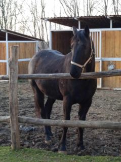 Elad 5 ves nniusz kanca 