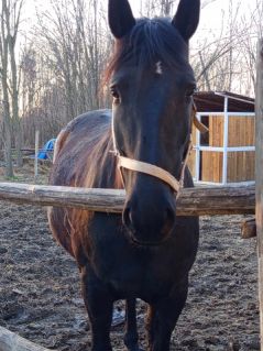 Elad 5 ves nniusz kanca 