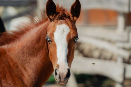 Elad� 2 �ves quarter horse kanca 
