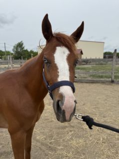 Elad� 2 �ves quarter horse kanca 
