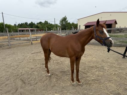 Elad� 2 �ves quarter horse kanca 