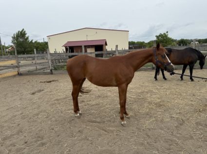 Elad� 2 �ves quarter horse kanca 