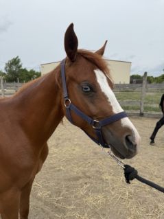 Elad� 2 �ves quarter horse kanca 