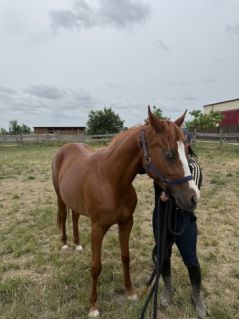 Elad� 2 �ves quarter horse kanca 